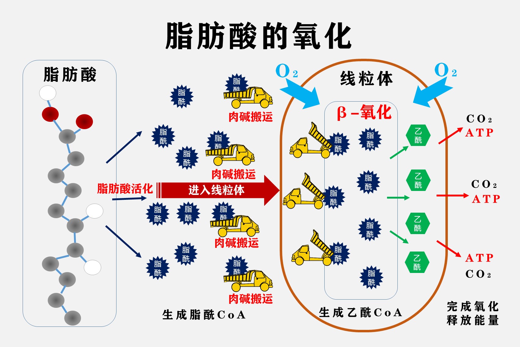 脂肪是从肺排出的,所以增加呼吸频率就能瘦?5个关于脂肪的流言