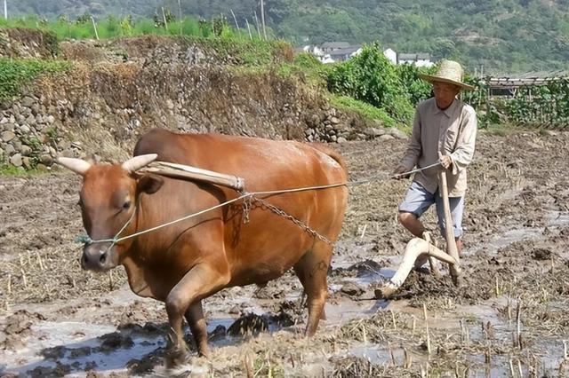 回顾:回族不吃猪肉满族不吃狗肉,很多人却忘记了汉族不吃什么肉