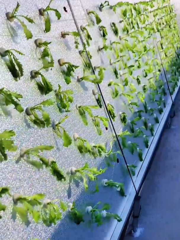 种菜新方式,站着把菜种在空气中,不用单独浇水不用施肥