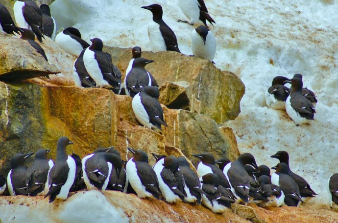 为什么北极没有企鹅