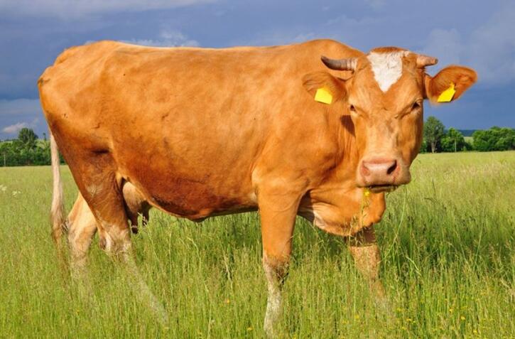 牛为什么有四个胃百科在线 牛为什么有四个胃百科在线