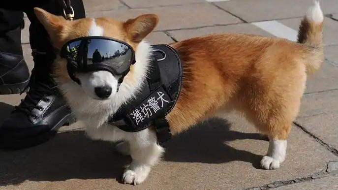 说尿到自己饭盆里狗当保安队长图片红警2狗红警2警犬表情包