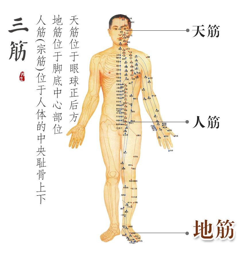 意思是一个人要是筋骨好,气血流通没阻碍,经脉也通畅,身体就会很健康