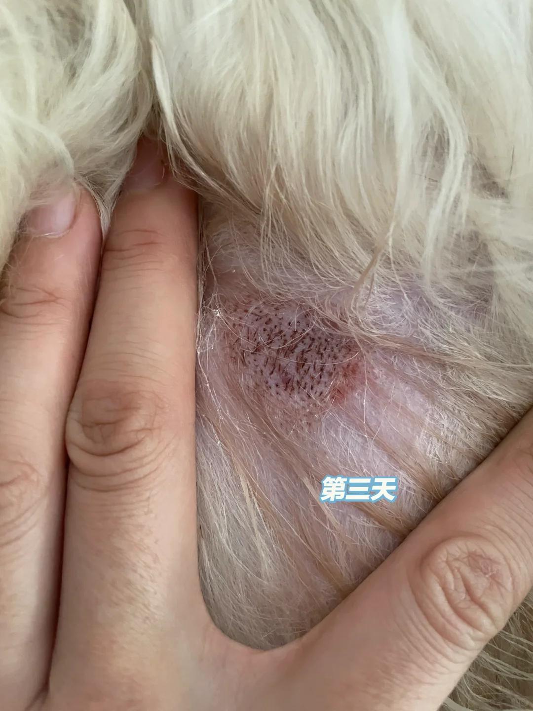 如何有效应对狗狗严重脱皮问题?