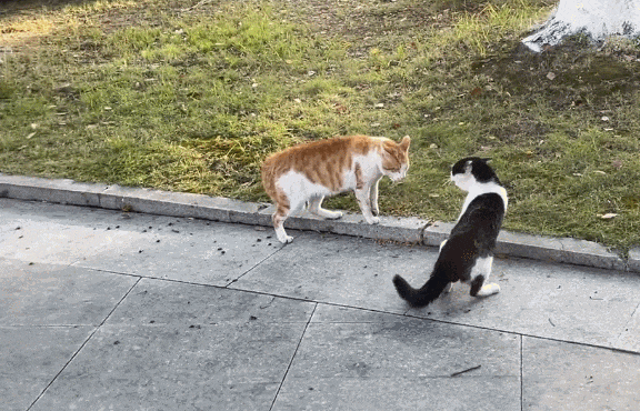 小猫咪引发校园"猫祸",蓝胖子福福扒拉花瓶险伤主人等搞笑分享