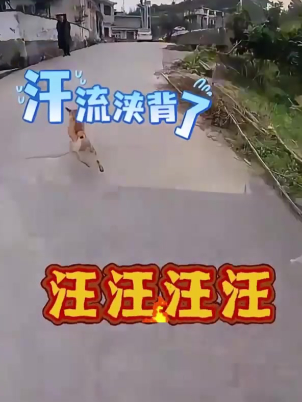 狗为什么追人