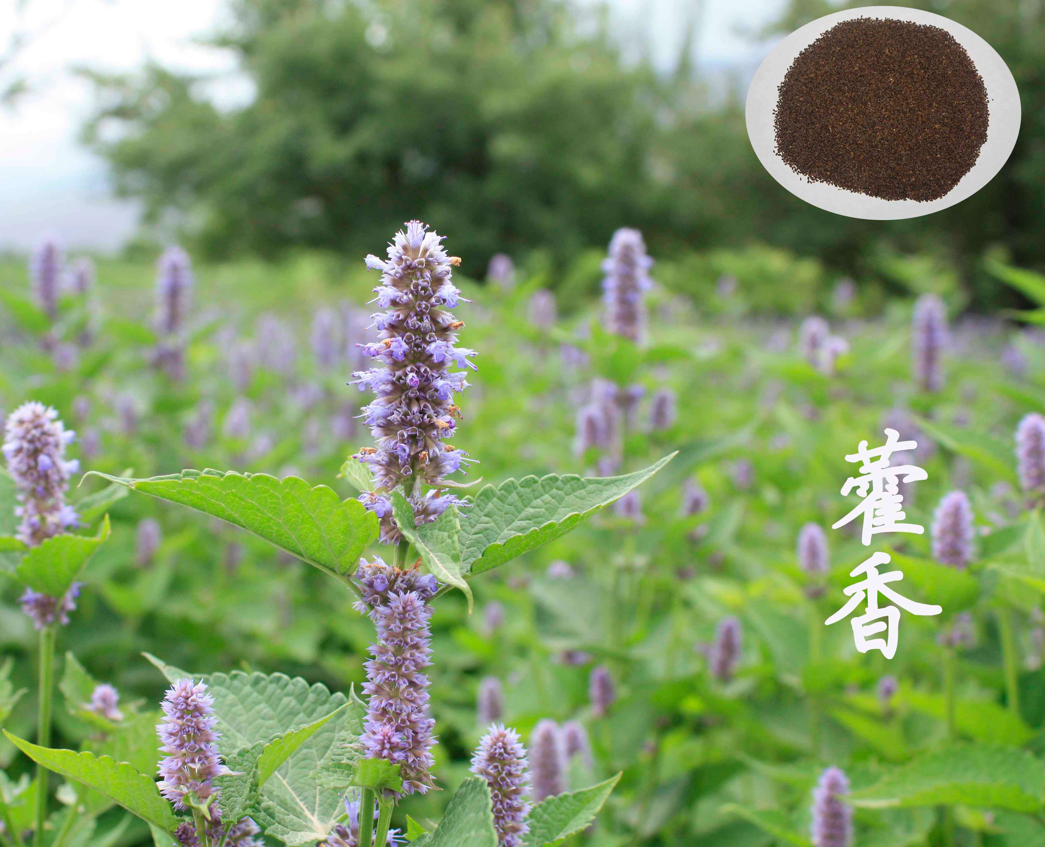 藿香能缓解焦虑,改善胃肠不适?你不知道的藿香五大健康功效揭晓