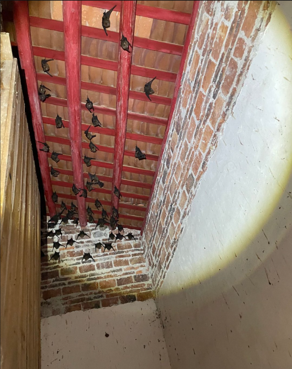 "蝠"到了!冯江教授谈蝙蝠及其生态意义