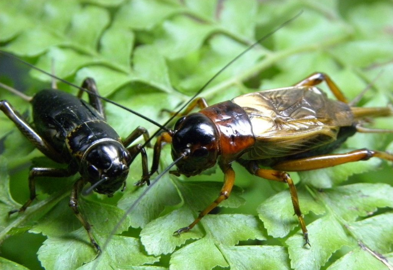 昆虫记蟋蟀的外形特点和生活特征