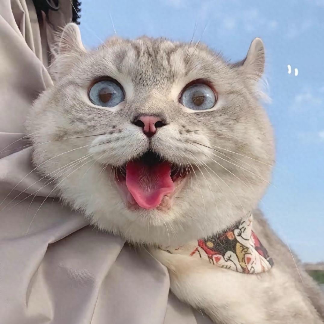 猫咪"高智商"的5个表现,中二个以上,说明它是聪明猫!