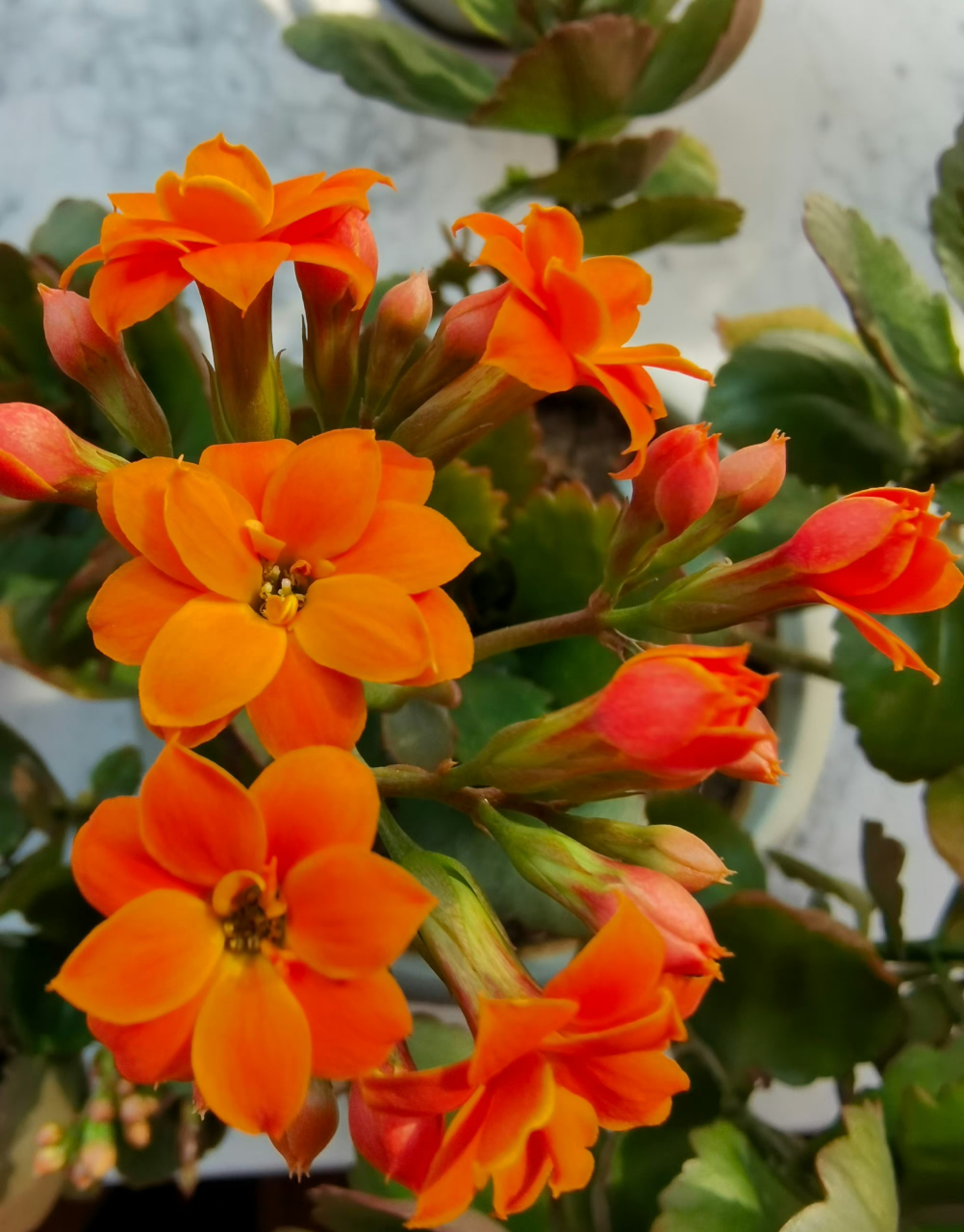 橙色重瓣长寿花也复花了,可以继续在家里赏花.