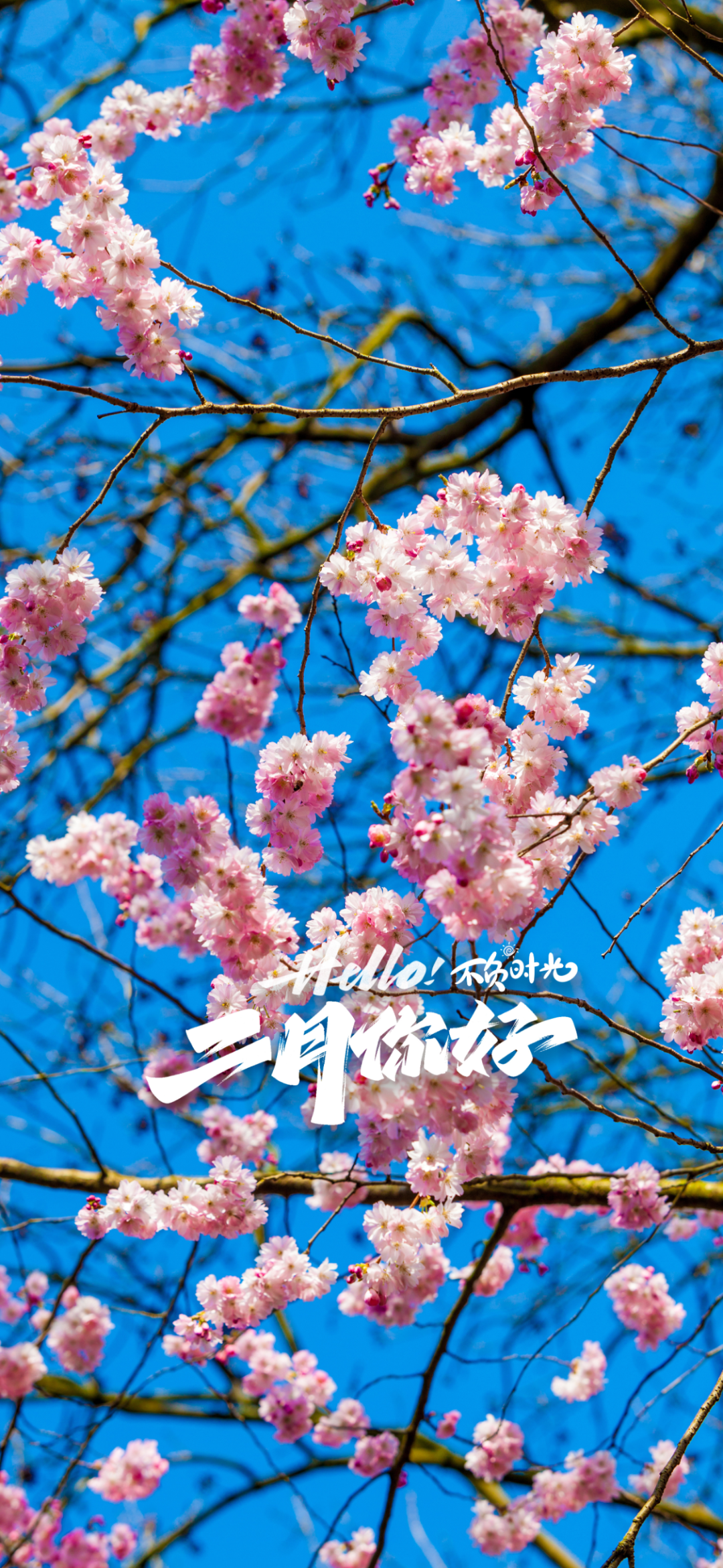 二月你好图片配图文案大全,2月朋友圈祝福问候语句子带图