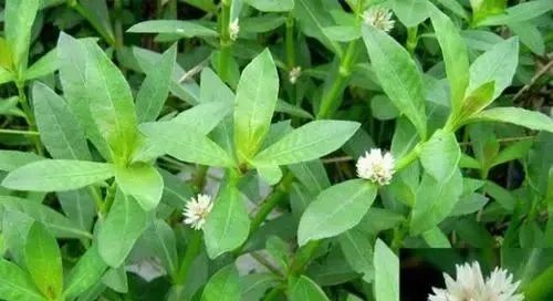 学习一味中药材:空心苋