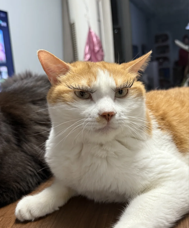 铲屎官给猫贴假睫毛成网络热点,猫咪气质大变但似乎不开心