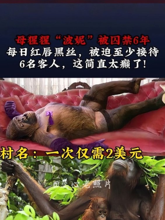 母猩猩的生殖和人类一样吗