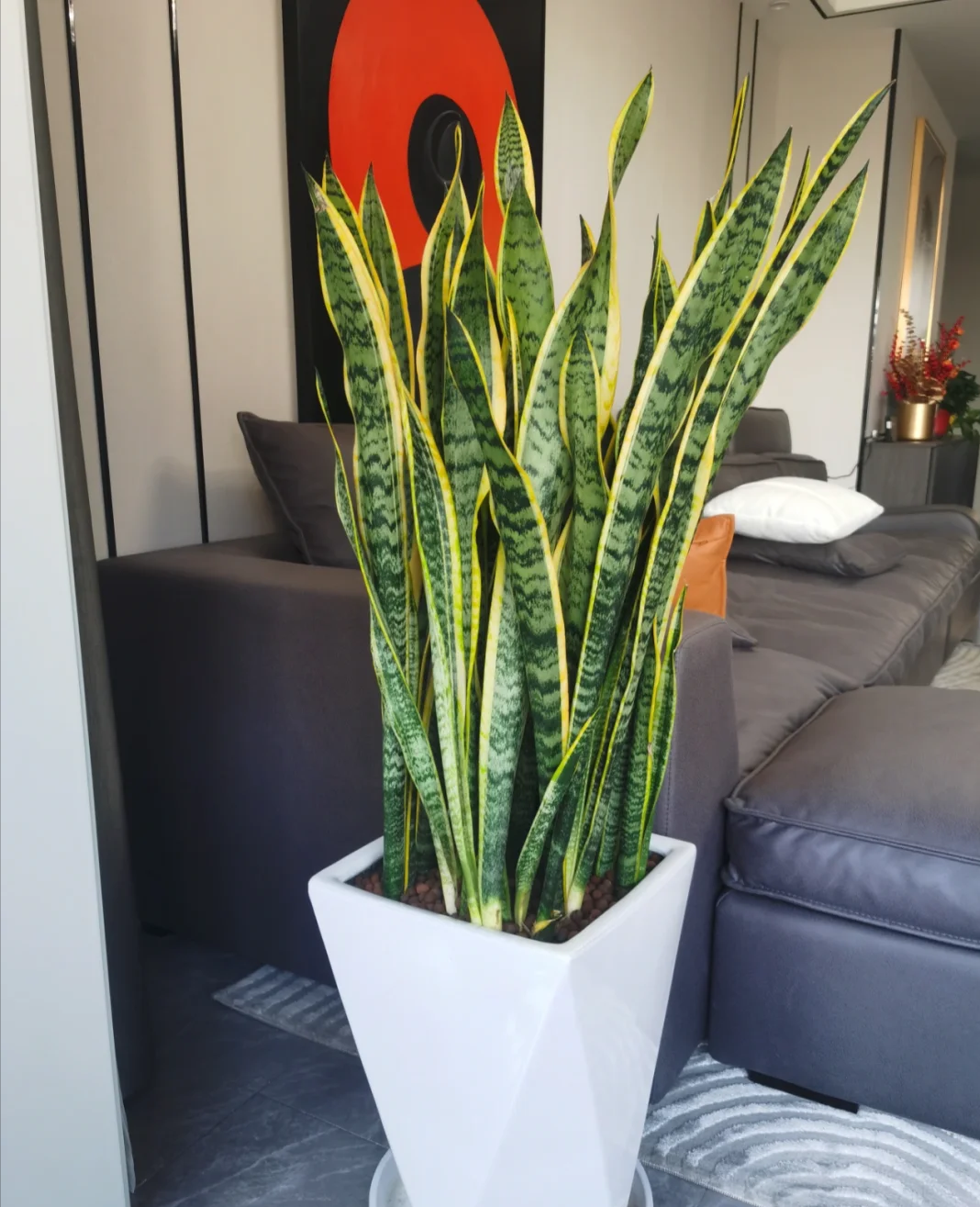 虎皮兰几年开一次花?探秘虎皮兰开花:几年一次的惊喜绽放