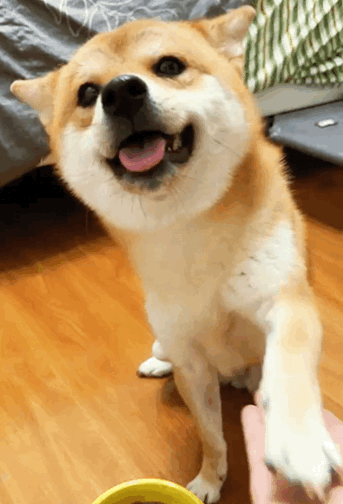 柴犬吃什么狗粮好?挑选狗粮技巧分享!