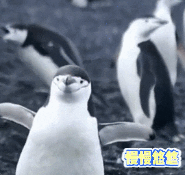 一只走路同手同脚的企鹅宝宝,凭实力把自己活成了表情包哈哈哈!