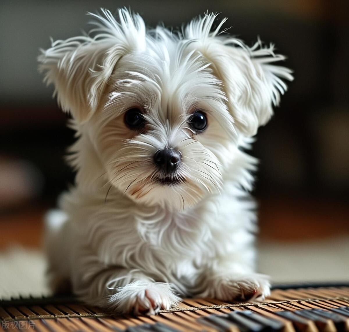 5月26日生肖狗运势怎样(5月26日属相)