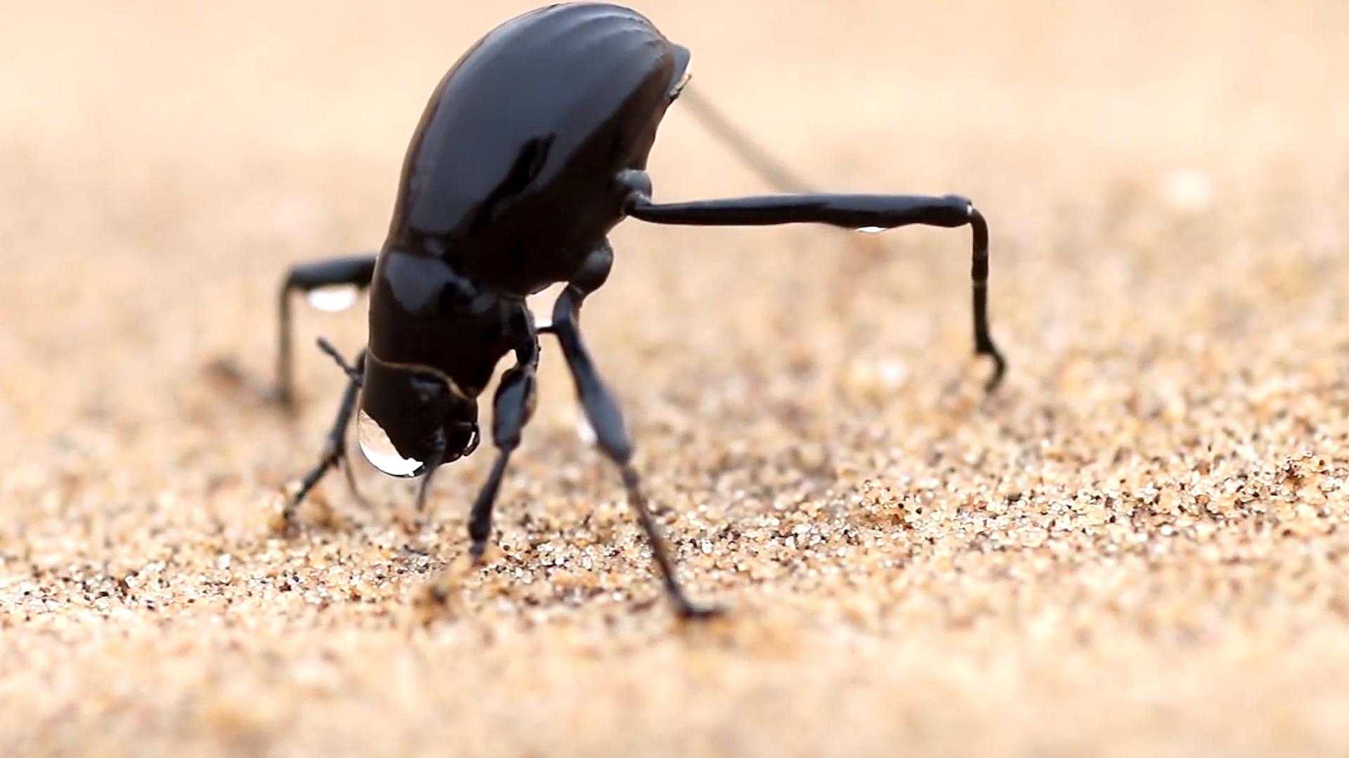 回顾:沙漠中的神奇甲虫,居然可以凭空取水,它究竟是怎么做到的?