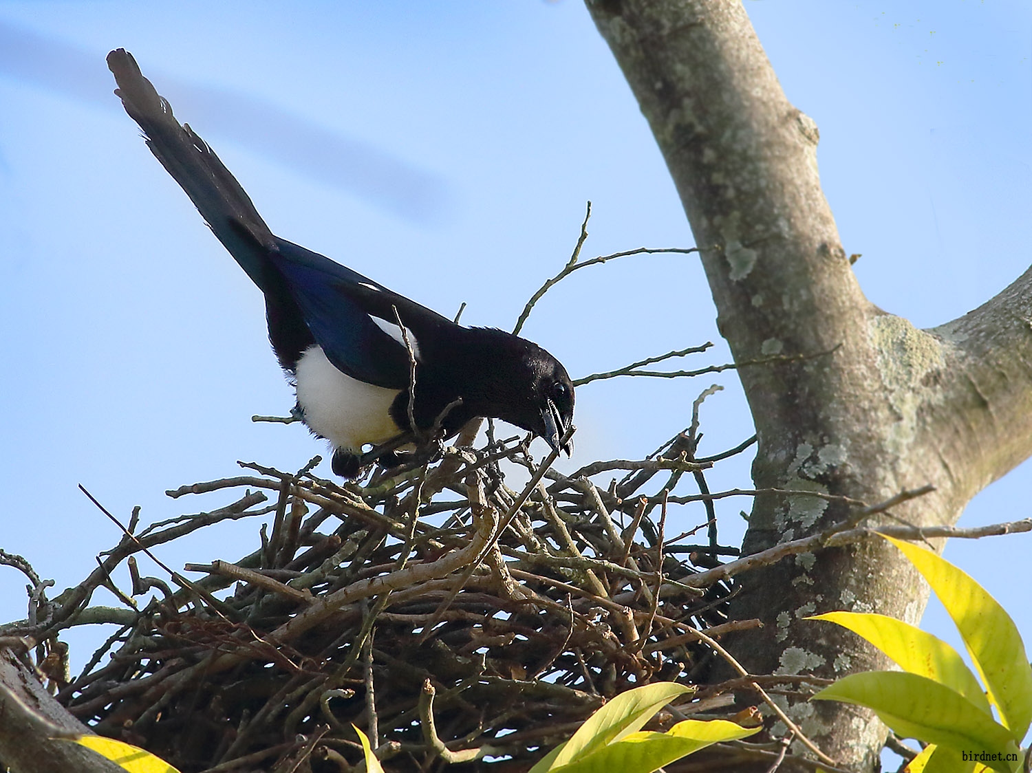 回顾:为何喜鹊窝不怕雨雪?外部看似简陋,内部却暗藏"乾坤"?