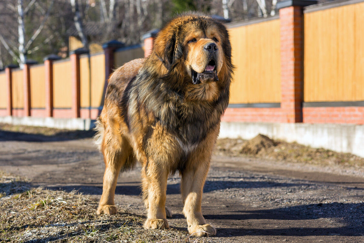 回顾:一獒战三虎是真的吗?若将十只藏獒放到非洲草原,结果怎样?