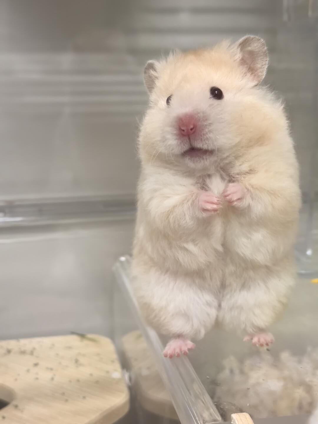 新手想养仓鼠?这几种超温顺,不咬人还超萌!
