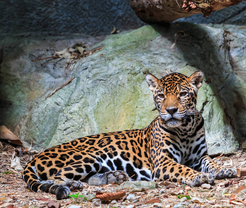 回顾:"美洲虎"是什么虎?需要几只美洲虎,才能猎杀一只非洲狮?