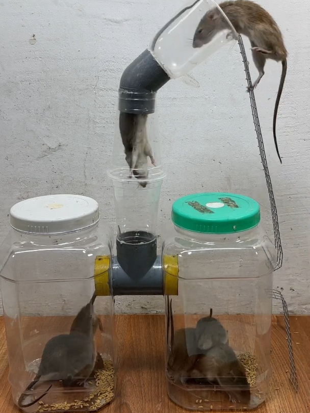 利用塑料罐做成的简易捕鼠器,老鼠贼好抓!