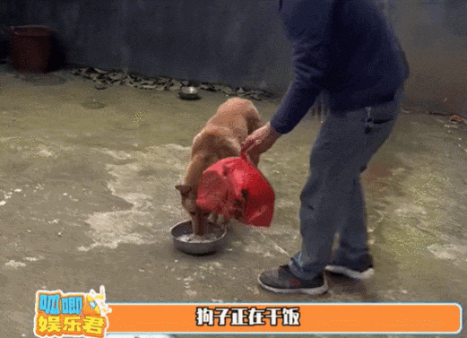 金毛吃相惊人,大黄不舍美食帮扔垃圾却盖锅盖防鸡偷吃,趣味集锦