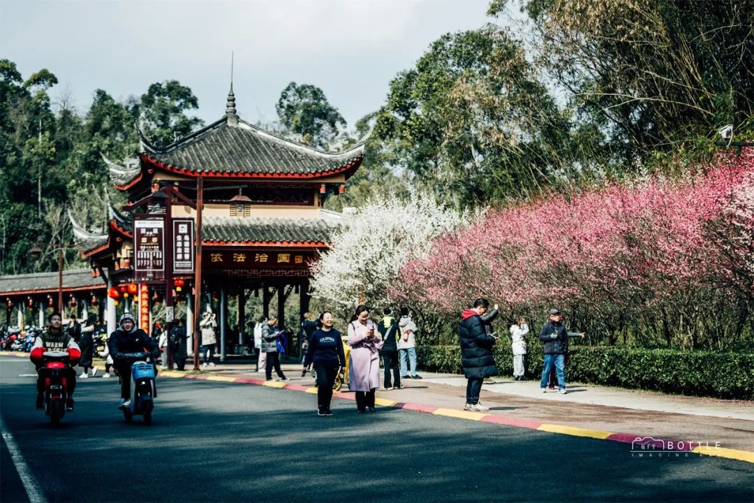 冬日暖阳下,行走在嘉州绿心公园廊桥附近,仿佛进入一幅繁花似锦的