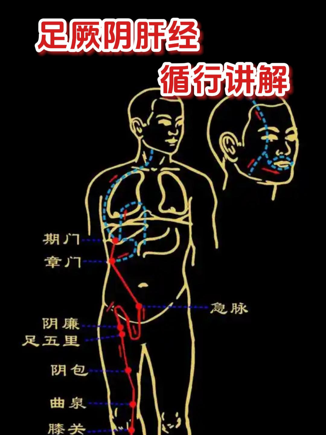 收藏!足厥阴肝经循行路线讲解!