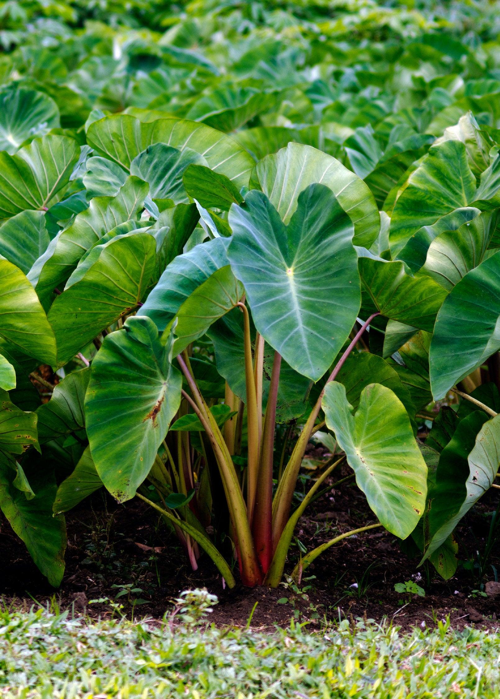 这2种"撞脸"植物,别再分不清了,家里有小孩的不要养