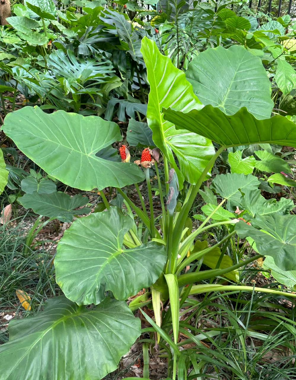 这2种"撞脸"植物,别再分不清了,家里有小孩的不要养