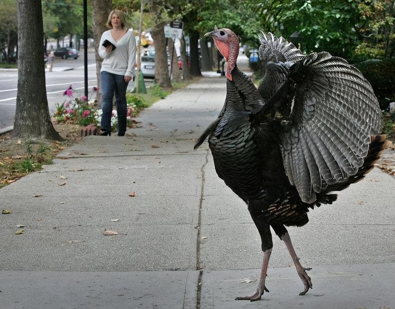 回顾:美国受欢迎的火鸡,为何中国人不爱吃?