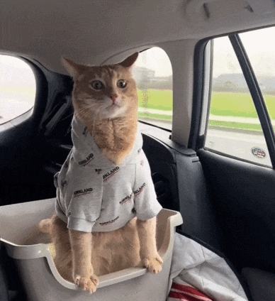 开车时猫猫表演高速拉屎,拉着拉着