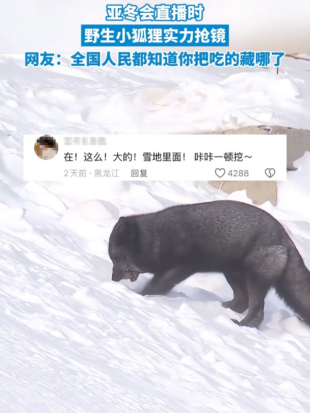 亚冬会直播时,野生小狐狸实力抢镜