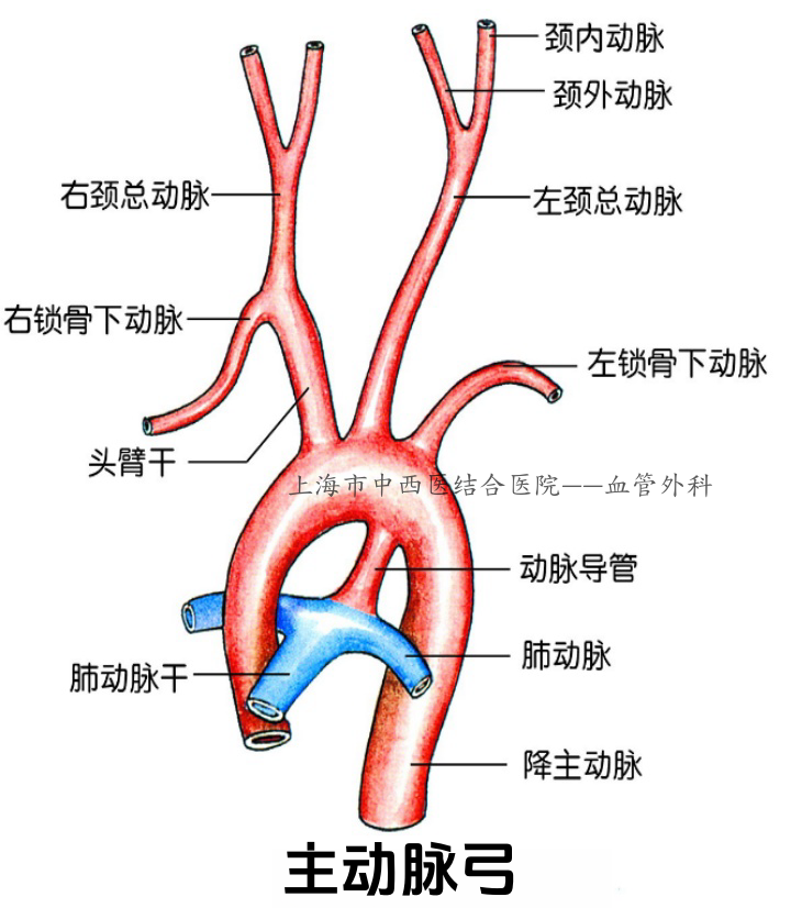 主动脉弓向头颈和上肢发出三大分支: