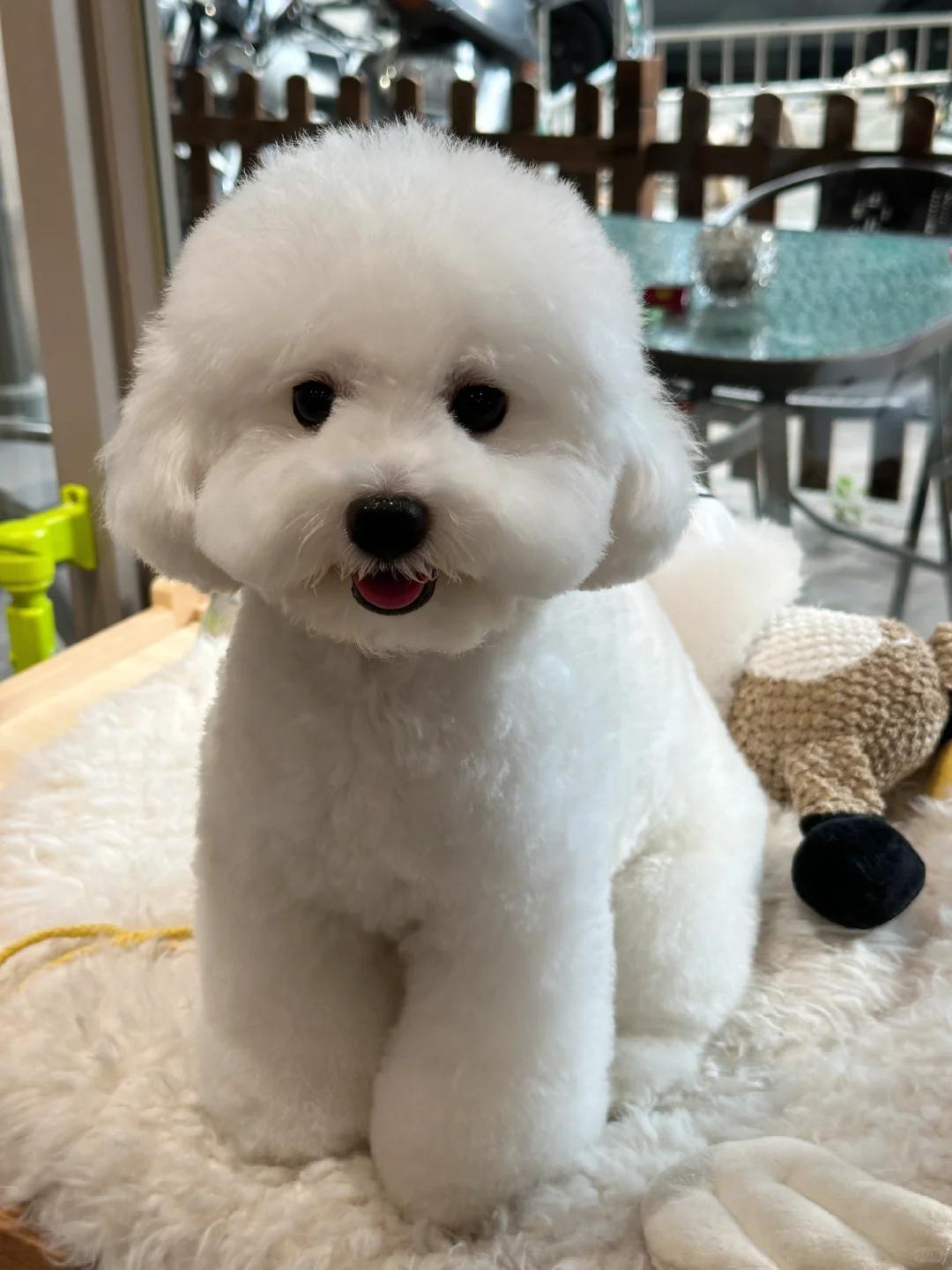 如何判断比熊犬是否纯种?毛色变化代表什么?