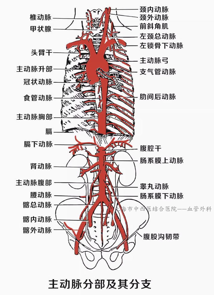 主动脉的路径可分为四段:升主动脉,主动脉弓,胸主动脉,腹主动脉