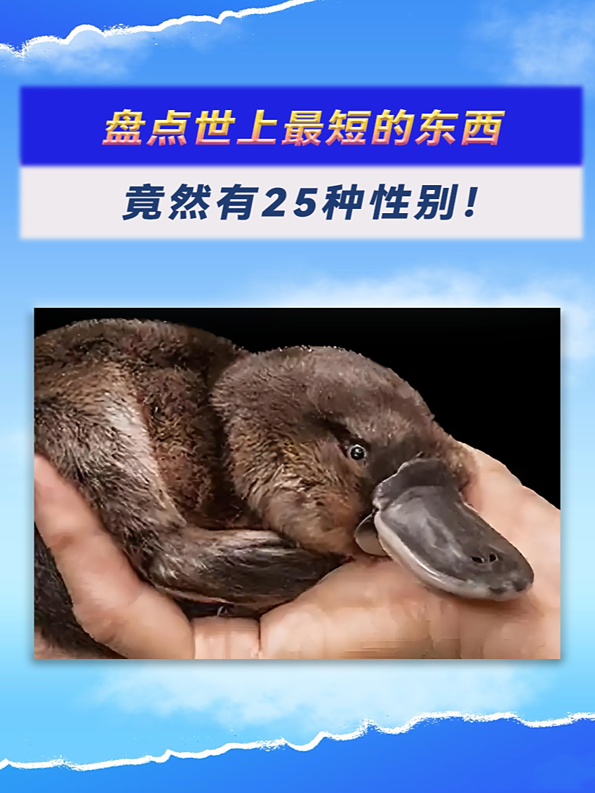 卵生哺乳动物鸭嘴兽,竟然有25种性别!涨知识了