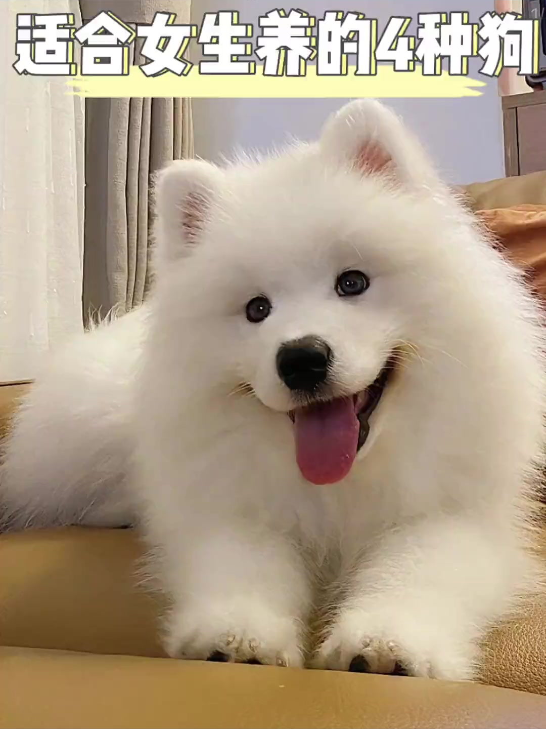 适合女生养的四种狗狗 德牧对你的照顾会让你嫌弃自己的男朋友