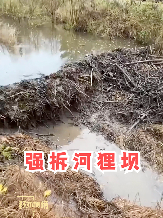 河狸修筑沟坝将水源截流,触动了下游农场主的利益