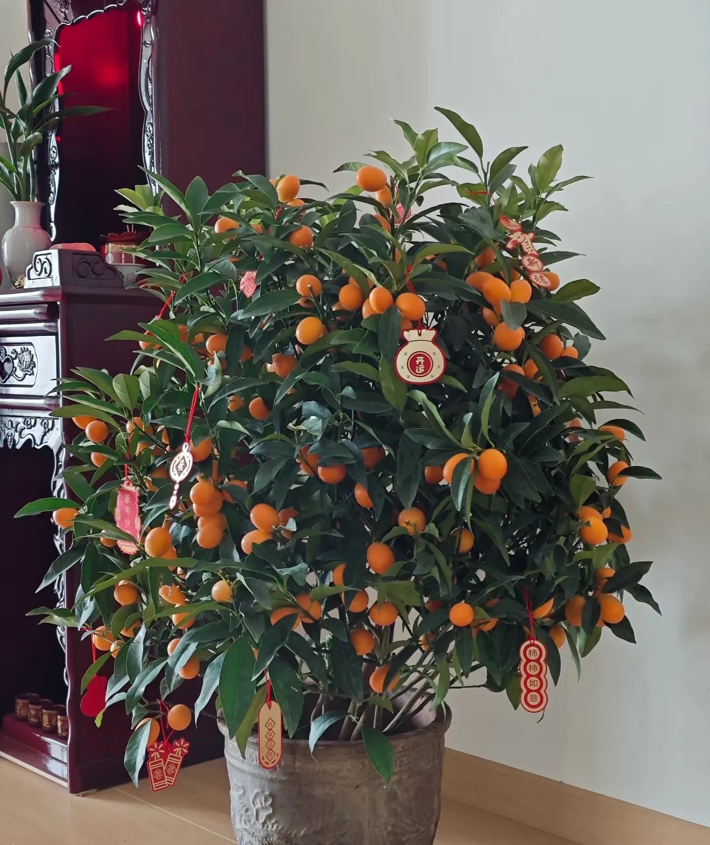 在客厅摆放寓意吉祥的绿植,不仅能美化环境,还能寄托美好祝愿