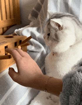 网友买"打地鼠"玩具给猫却自己玩起,猫无奈陪玩后同频