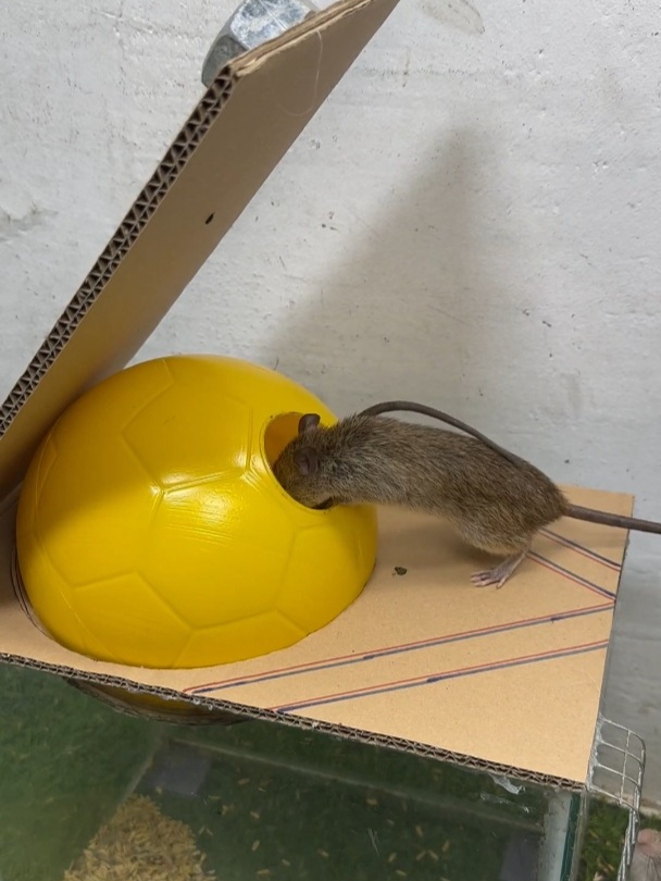 用鱼缸做成的简易捕鼠器,老鼠贼好抓!