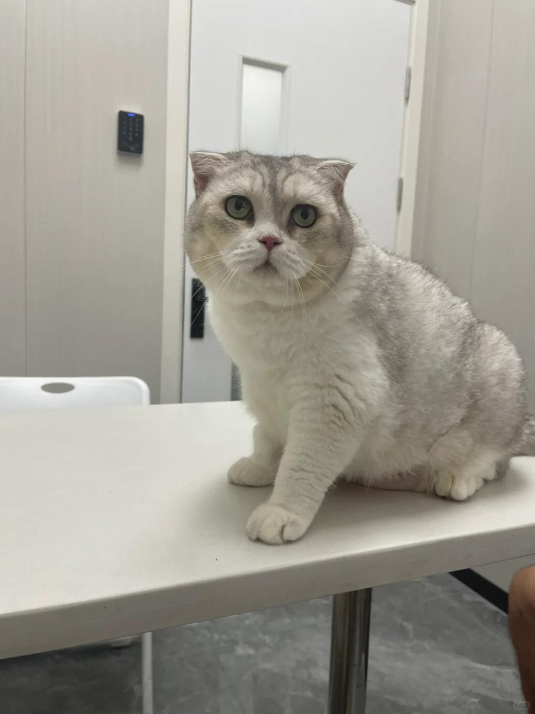 母猫尿道流出黄色液体应如何处理?该怎么办?