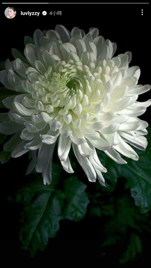 金赛纶过世,演艺圈一片白菊花,薛仁雅,金玉彬等发文悼念