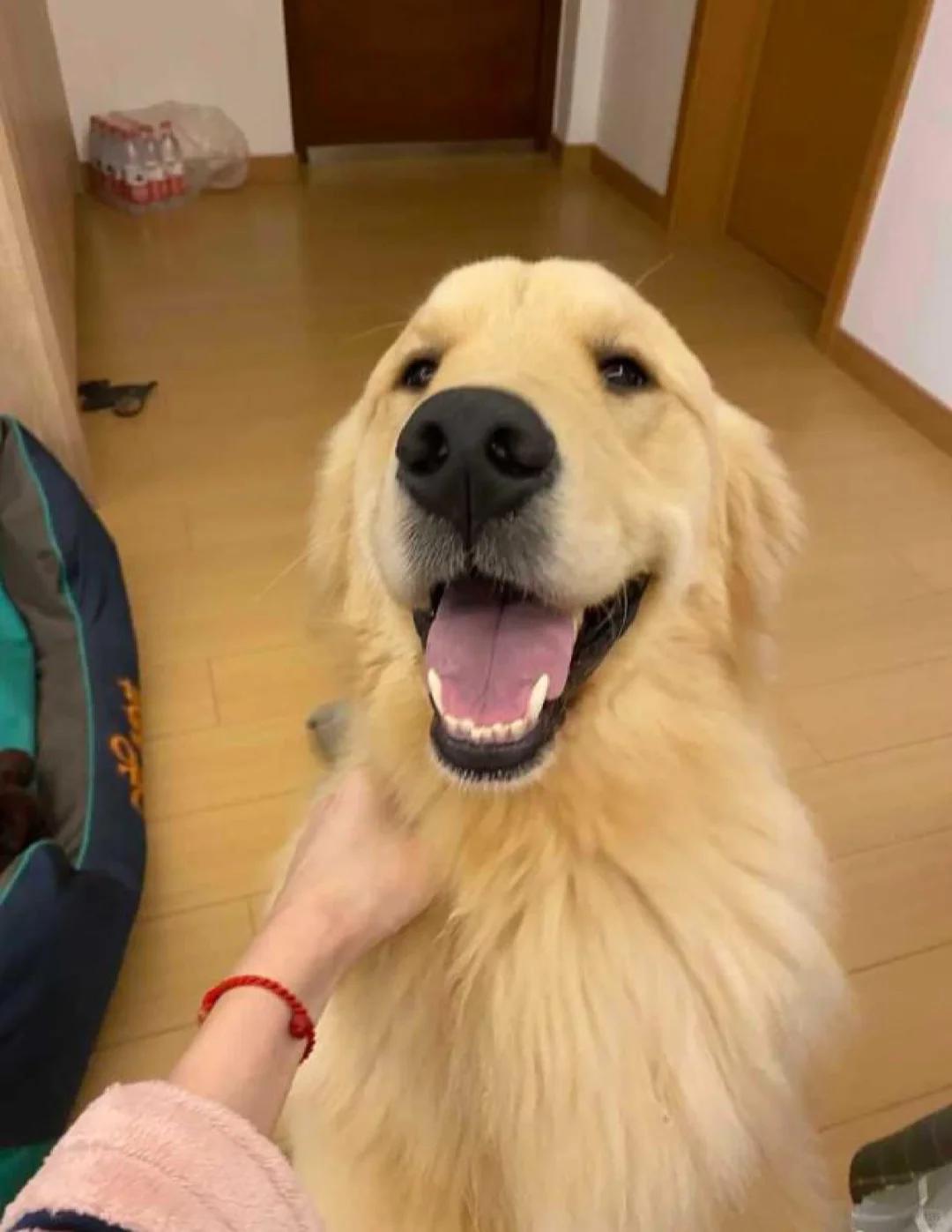 近日收到粉丝贝拉主人的求助她家狗狗正在接受黄疸及胆管结石的治疗