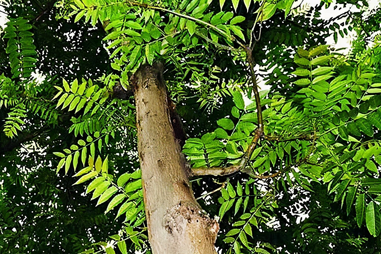 回顾:农村很常见的臭椿树,为何能被称为"树王"?